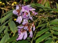 Plants of the Week Advanced Search | Page 21 | PlantZAfrica